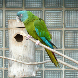 蓝头金刚鹦鹉图片