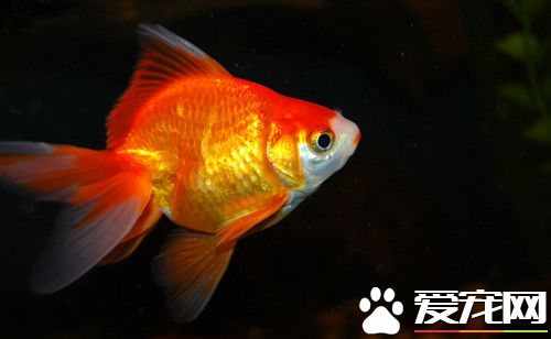 金鱼苗怎么养 孵出后2—3天内可不必喂食