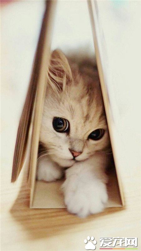 看什么看，没瞧见我在玩捉迷藏吗？