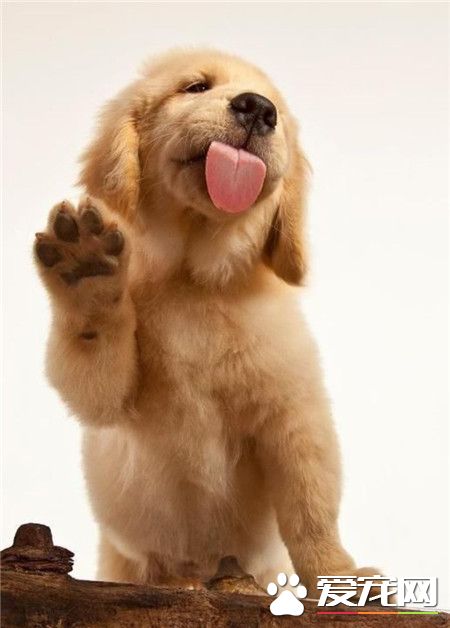 哈喽，大家好！我是帅帅的金毛王子！