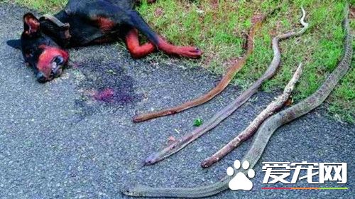 誓死守护主人 杜宾犬搏斗4蛇惨死