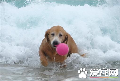 人气狗明星病逝 市府协助举办追思会
