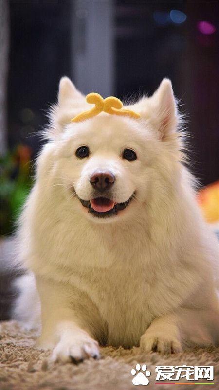 双眼皮的萨摩耶是不是很美！