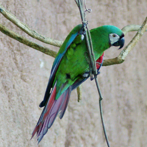 栗额金刚鹦鹉图片