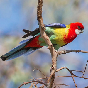 东玫瑰鹦鹉图片