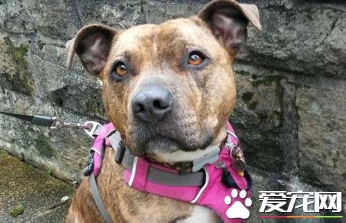 苦等6年 英最寂寞狗被领养