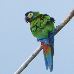 金领金刚鹦鹉图片