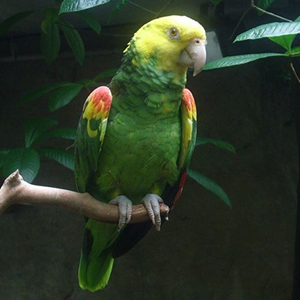 黄冠亚马逊鹦鹉图片