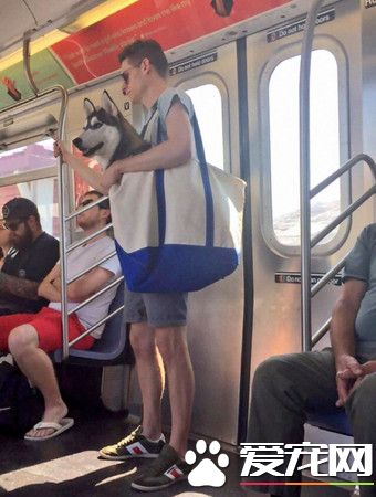 纽约地铁禁宠物 主人索性袋着跑
