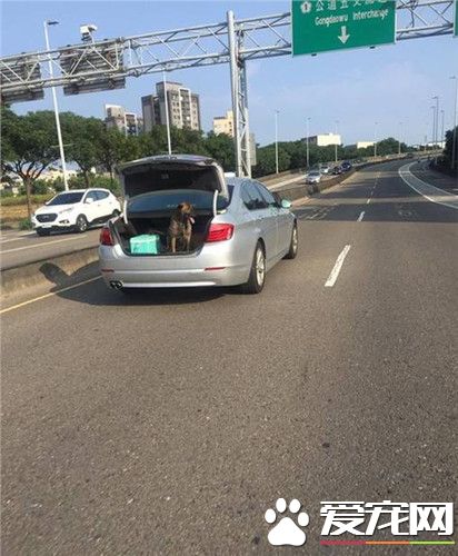 怕名车内装被抓坏 爱犬丢后车厢吹风