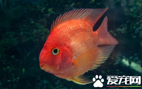 鹦鹉鱼掉鳞怎么办 一般情况都是打架所致