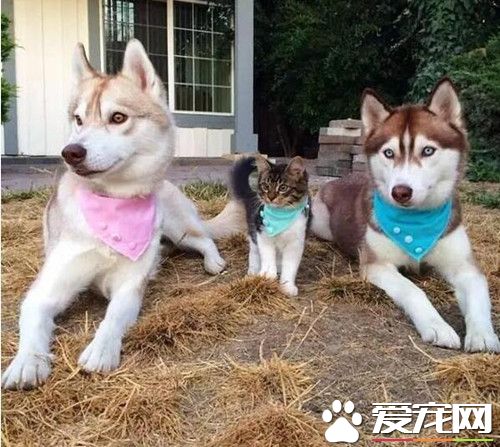 猫咪被哈士奇养大 眼神犀利的让人害怕