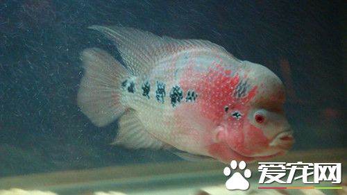 罗汉鱼生病了怎么办 罗汉鱼生病七个处理方法