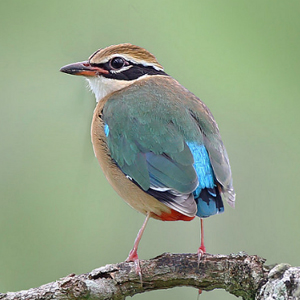 蓝翅八色鸫图片