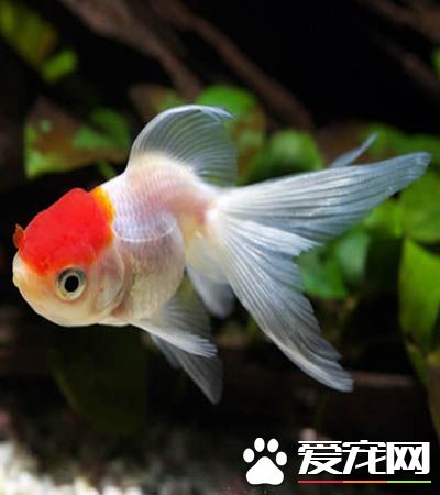 金鱼得了白毛病 金鱼白毛病的三种治疗方法