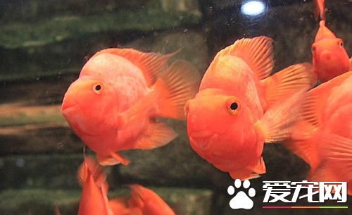 鹦鹉鱼眼睛肿了 鹦鹉鱼眼肿治疗的方法