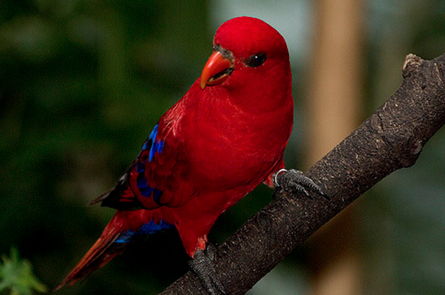 红色吸蜜鹦鹉