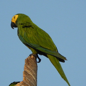 红腹金刚鹦鹉图片