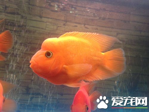 鹦鹉鱼烂嘴 可以加入适量的水溶性青霉素