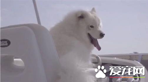 人生胜利组 狗狗约会有跑车有游艇