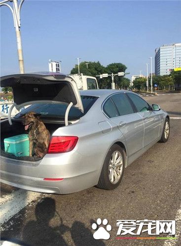 怕名车内装被抓坏 爱犬丢后车厢吹风