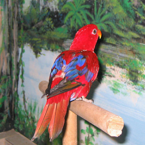 红色吸蜜鹦鹉图片