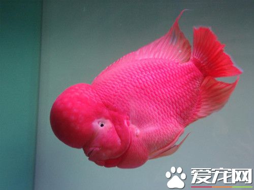 罗汉鱼怎么喂养 罗汉鱼喂养七个注意事项