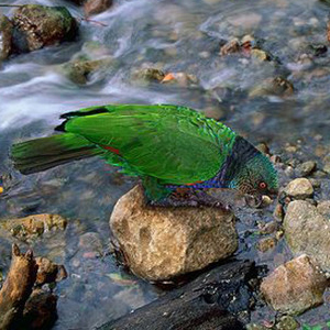 帝王亚马逊鹦鹉图片