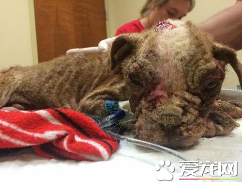 黑心繁殖造孽4个月小狗石化满身伤 靠奇迹活命