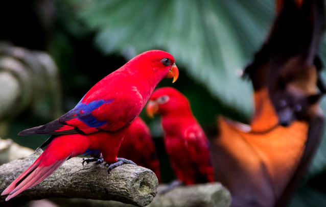 红色吸蜜鹦鹉