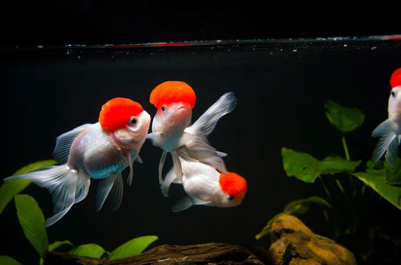 1ae4a4c27d1ed21b424ffcc8a96eddc450da3f8d