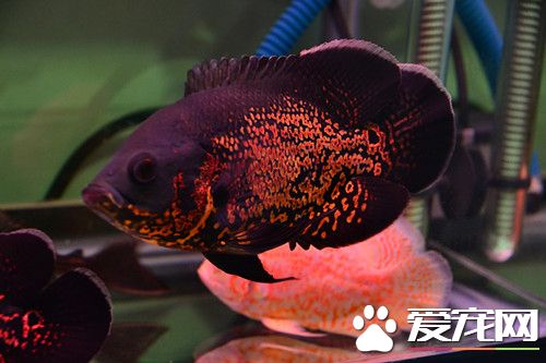 地图鱼混养 体型较小的观赏鱼不能一起混养