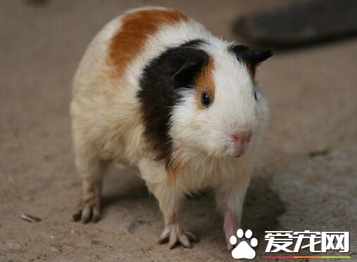 豚鼠生病了怎么办 教你如何治疗豚鼠生病