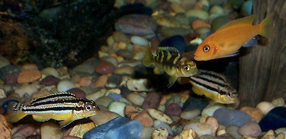 auratus-bumblebee-zebra