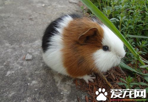 豚鼠和仓鼠的区别 饲养所需要的物品不同