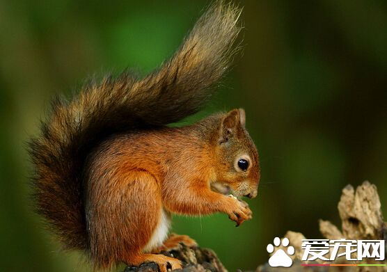 松鼠尾巴断了会长吗 一般不会在长出来