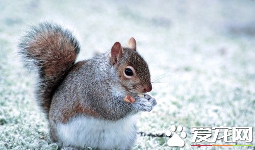 宠物松鼠多少钱一只 价格一般在15～1500元之间