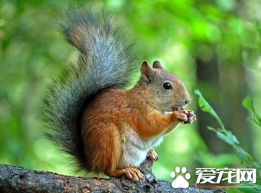 松鼠感冒了怎么办 吃板蓝根让松鼠提高抵抗力