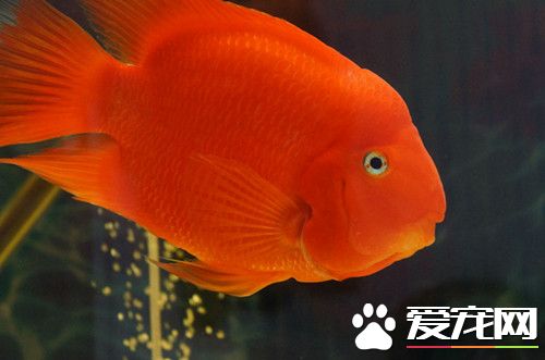 血鹦鹉多少钱 血鹦鹉的价格为50—80元不等