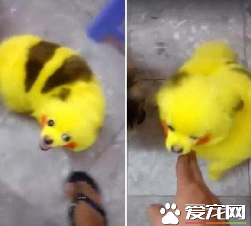因喜爱pokemongo 小狗被染成皮卡丘