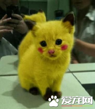 因喜爱pokemongo 小狗被染成皮卡丘