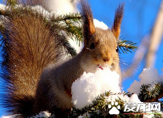 怎么和松鼠培养感情 培养感情的小技巧