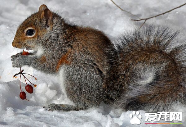 松鼠的特点是什么 带你了解松鼠的特点