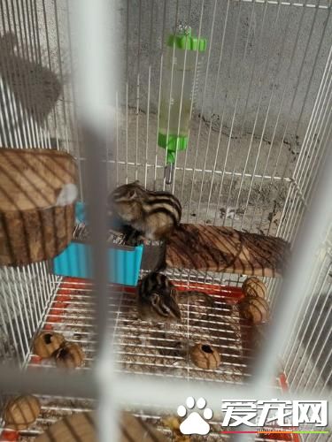 怎样降低松鼠冬眠的可能性，让松鼠安全过冬