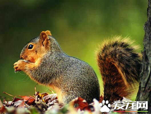 松鼠咬了怎么办 首先要用清水冲洗伤口