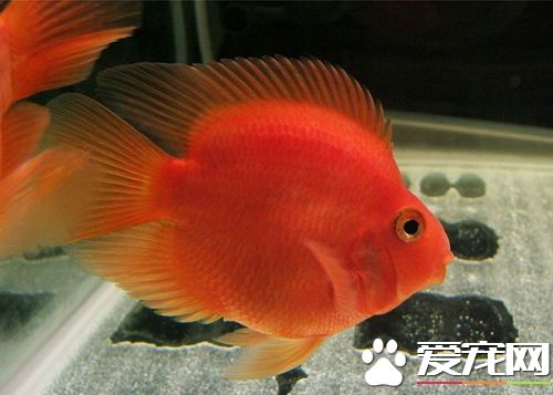 血鹦鹉身上有白点 主要是由于小瓜虫引起