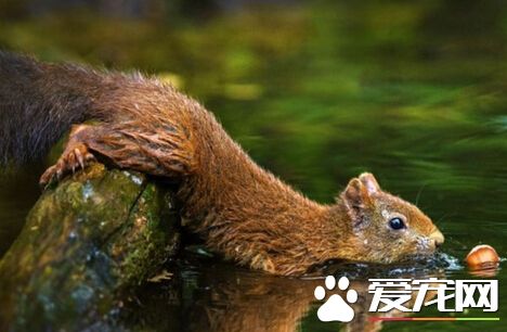 松鼠生病了怎么办 带你了解松鼠常见病