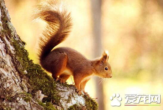 如何训练松鼠 训练松鼠的小技巧分享