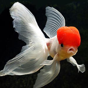 鹤顶红金鱼图片