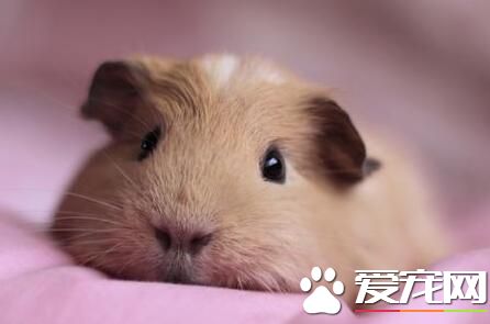 豚鼠冬天怎么养 笼子不高没关系但一定要宽